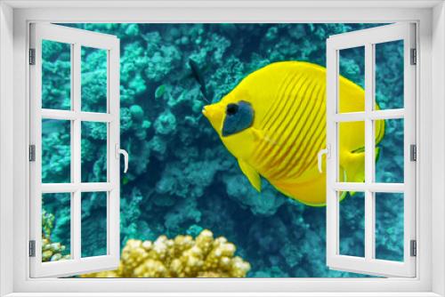 Fototapeta Naklejka Na Ścianę Okno 3D - Coral fish - Masked butterflyfish - Chaetodon semilarvatus- Red Sea