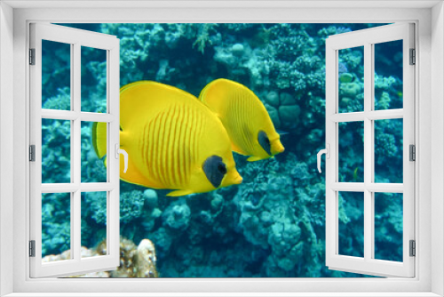 Fototapeta Naklejka Na Ścianę Okno 3D - Coral fish - Masked butterflyfish - Chaetodon semilarvatus- Red Sea