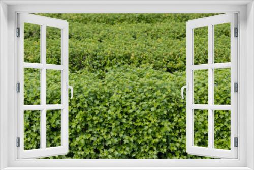 Fototapeta Naklejka Na Ścianę Okno 3D - Green background of many hedge layers next to each other, selective focus and copy space