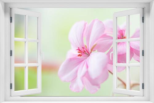 Fototapeta Naklejka Na Ścianę Okno 3D - Beautiful blooming home geranium very close-up.