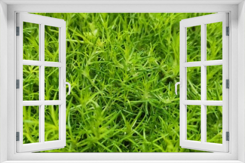 Fototapeta Naklejka Na Ścianę Okno 3D - grass texture or colorful plants for backgrounds