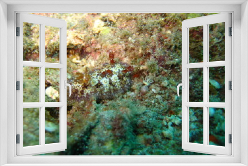 Fototapeta Naklejka Na Ścianę Okno 3D - Nudibranch