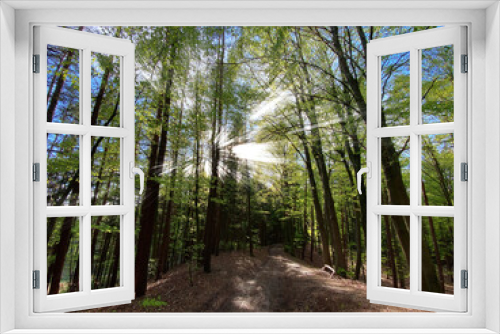 Fototapeta Naklejka Na Ścianę Okno 3D - Bavarian Forest walk into the sunshine for a real dreaming phase