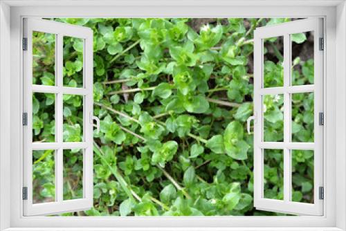 Fototapeta Naklejka Na Ścianę Okno 3D - In the spring, Stellaria media grows in nature