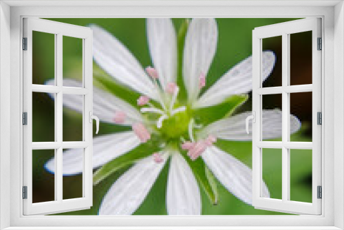 Fototapeta Naklejka Na Ścianę Okno 3D - Fragile little flower in close-up, macrophotography. Close-up of nature in the garden