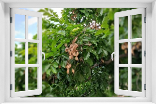 Fototapeta Naklejka Na Ścianę Okno 3D - NATURAL GREEN PLANT AND SEEDS