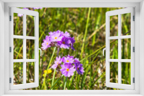 Fototapeta Naklejka Na Ścianę Okno 3D - Bird's-eye primrose flowers on a meadow