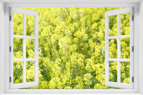 Fototapeta Naklejka Na Ścianę Okno 3D - Yellow rapeseed flowers on field.