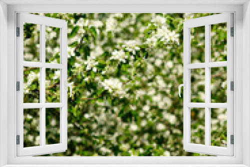 Fototapeta Naklejka Na Ścianę Okno 3D - Apple trees in bloom in bright sunny day, green grass background.