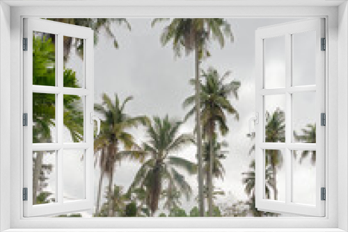 Fototapeta Naklejka Na Ścianę Okno 3D - Coconut palms on the coconut island