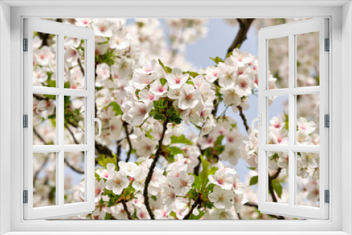 Fototapeta Naklejka Na Ścianę Okno 3D - A blooming apple-tree in a park on a spring day.