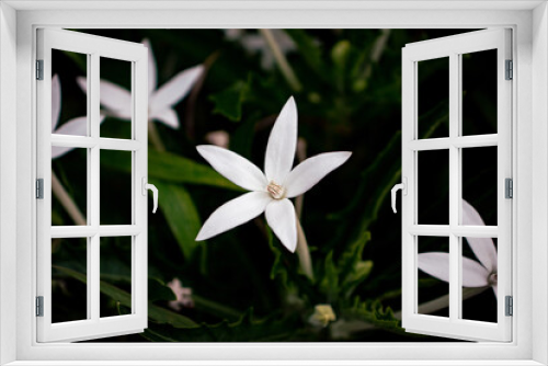 Fototapeta Naklejka Na Ścianę Okno 3D - White flower 