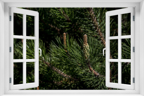 Fototapeta Naklejka Na Ścianę Okno 3D - Overgrown shoots of young pine