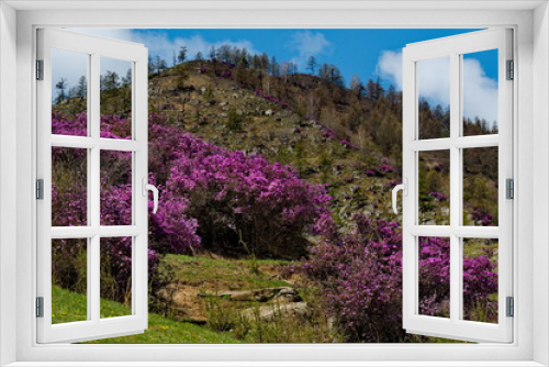 Fototapeta Naklejka Na Ścianę Okno 3D - Russia. The South Of Western Siberia, spring flowers of the Altai mountains. Rhododendron. Its flowering period is the main event of spring in the Altai mountains, which attracts many tourists.