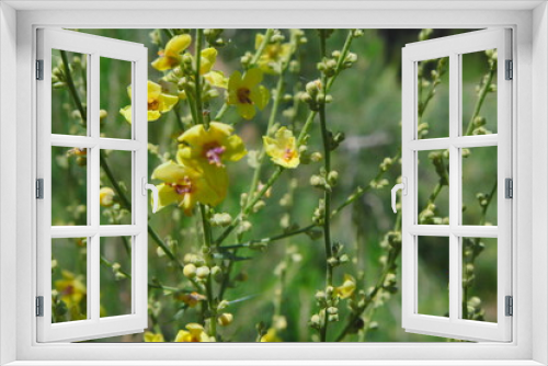 Fototapeta Naklejka Na Ścianę Okno 3D - yellow flowers in the field