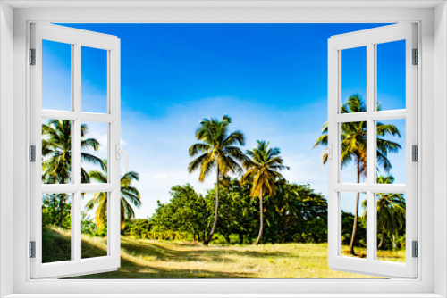 Fototapeta Naklejka Na Ścianę Okno 3D - palma de coco-Coconut palm