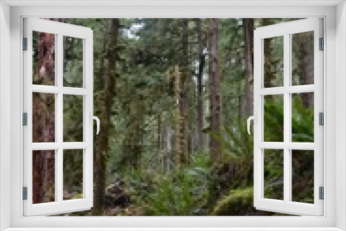 Fototapeta Naklejka Na Ścianę Okno 3D - Travel Through a Fairy Tale - Hoh Rain Forest Trail in Olympic National Park