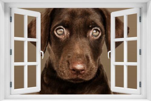 Fototapeta Naklejka Na Ścianę Okno 3D - Adorable chocolate Labrador Retriever portrait