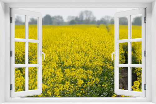 Fototapeta Naklejka Na Ścianę Okno 3D - Rapsfeld Blüte in einem intensiven Gelb