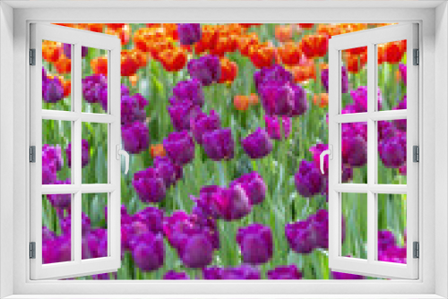 Fototapeta Naklejka Na Ścianę Okno 3D - Multi-colored bright tulips blossom in a sunny park. Genus of perennial herbaceous bulbous plants of the family Liliaceae