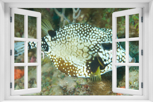 Fototapeta Naklejka Na Ścianę Okno 3D - A Smooth Trunkfish looking for a meal on a coral reef.