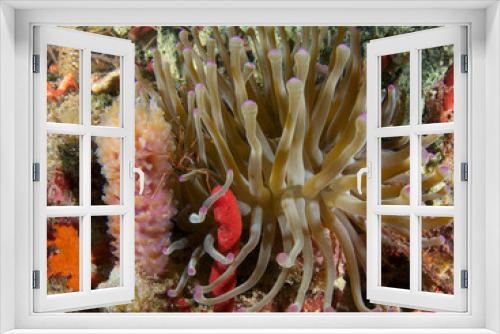 Fototapeta Naklejka Na Ścianę Okno 3D - Giant Anemome on a coral reef amongst many sponges.