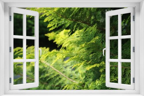 Fototapeta Naklejka Na Ścianę Okno 3D - fern leaves in the park