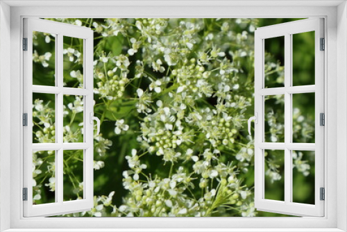Fototapeta Naklejka Na Ścianę Okno 3D - White-green floral background from plants in spring meadows.
