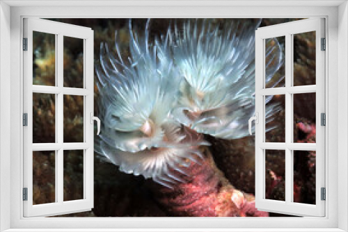 Fototapeta Naklejka Na Ścianę Okno 3D - A white Tube worm on brown coral Cebu Philippines