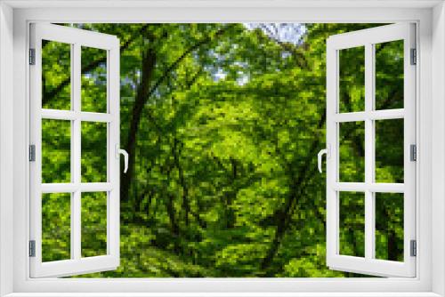 Fototapeta Naklejka Na Ścianę Okno 3D - 新緑の森　森林浴