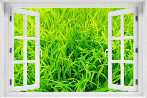 Fototapeta Naklejka Na Ścianę Okno 3D - green grass background