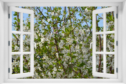 Fototapeta Naklejka Na Ścianę Okno 3D - Background with branches of cherry flowers