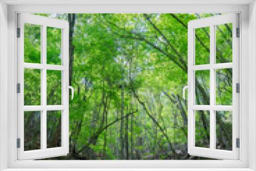 Fototapeta Naklejka Na Ścianę Okno 3D - 春の森