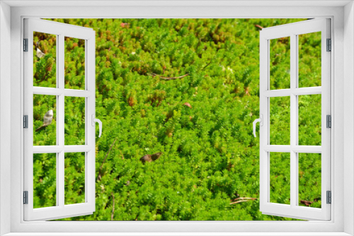 Fototapeta Naklejka Na Ścianę Okno 3D - Beautiful herbal abstract background of nature. Sedum. Stonecrop