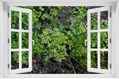 Fototapeta Naklejka Na Ścianę Okno 3D - Parsley. Beautiful herbal abstract background of nature. Petroselinum crispum, biennial herb