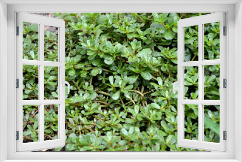Fototapeta Naklejka Na Ścianę Okno 3D - Purslane. Portulaca oleracea. Annual herbaceous succulent plants Beautiful herbal background of nature