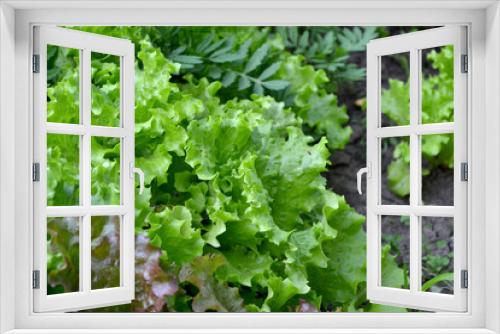 Fototapeta Naklejka Na Ścianę Okno 3D - Annual herbaceous plant. Lettuce salad. Lactuca sativa