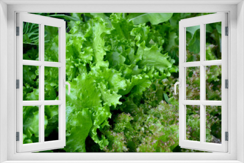 Fototapeta Naklejka Na Ścianę Okno 3D - Annual herbaceous plant. Lettuce salad. Lactuca sativa. Beautiful green abstract background of nature. Vegetable culture. Vitamin greens