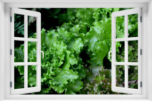 Fototapeta Naklejka Na Ścianę Okno 3D - Annual herbaceous plant. Lettuce salad. Lactuca sativa. Beautiful green abstract background of nature. Vegetable culture. Vitamin greens. Tasty