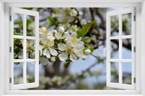 Fototapeta Naklejka Na Ścianę Okno 3D - Plum tree. Prunus. Spring white flowers on a tree branch. Beautiful floral spring abstract background of nature. Plum tree in bloom. Spring, seasons, white flowers on plum tree close-up