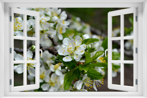 Fototapeta Naklejka Na Ścianę Okno 3D - Beautiful floral spring abstract background of nature. Plum tree. Prunus