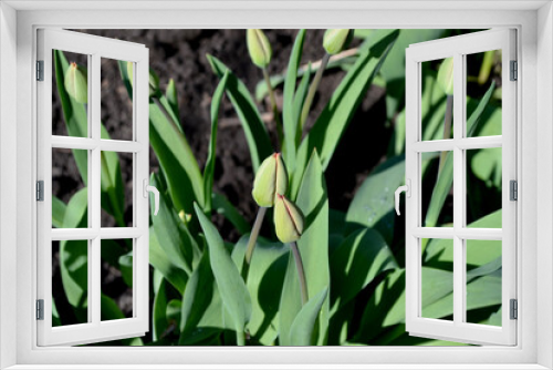 Fototapeta Naklejka Na Ścianę Okno 3D - Tulip. Tulipa. Perennial flowering plant. Beautiful flower abstract background of nature. Spring landscape. Green buds. Floriculture, home flower bed. Home garden, field