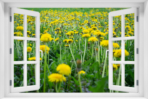 Fototapeta Naklejka Na Ścianę Okno 3D - Field of yellow dandelions in spring. Dandelion background with soft diffused focus
