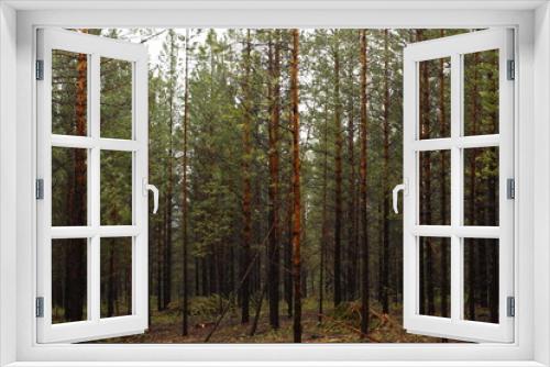 Fototapeta Naklejka Na Ścianę Okno 3D - New dense pine woodland 