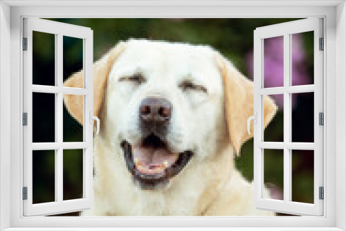 Fototapeta Naklejka Na Ścianę Okno 3D - Labrador dog laughing 
