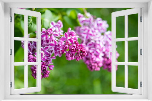 Fototapeta Naklejka Na Ścianę Okno 3D - Purple lilac flowers with white border 
