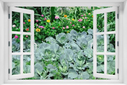 Fototapeta Naklejka Na Ścianę Okno 3D - vegetable garden