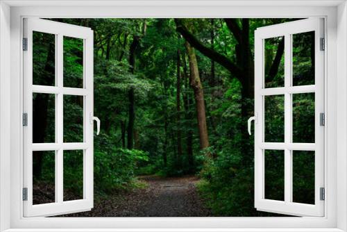Fototapeta Naklejka Na Ścianę Okno 3D - 濃い緑の森と木
