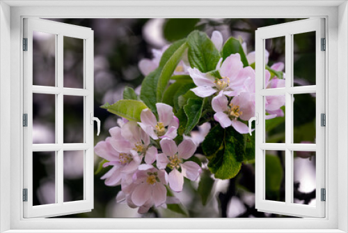 Fototapeta Naklejka Na Ścianę Okno 3D - Apple flowers in spring