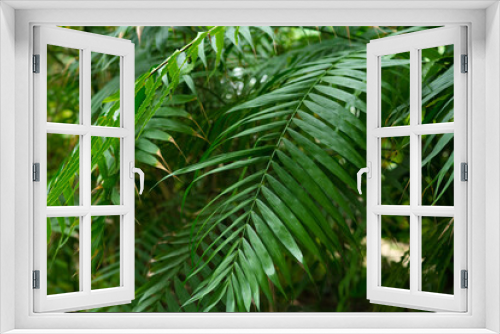 Fototapeta Naklejka Na Ścianę Okno 3D - Rhopalostylis baueri tree from Norfolk Island in the botanical garden